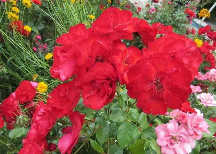 Appartement Darijana